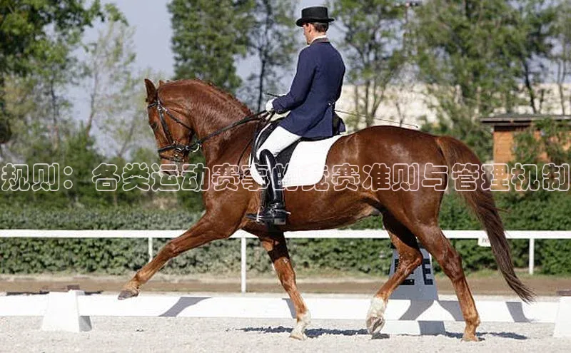 规则：各类运动赛事的竞赛准则与管理机制